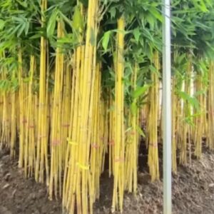 Menanam Bambu Kuning di Depan Rumah