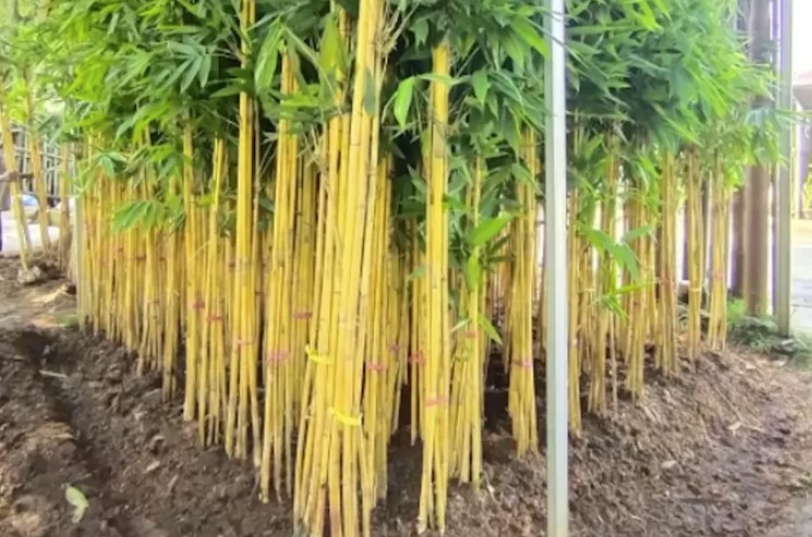 Menanam Bambu Kuning di Depan Rumah